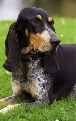 Small Lucerne Hound