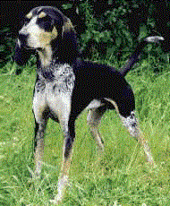 Small Lucerne Hound
