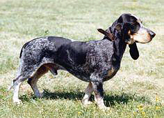 Small Lucerne Hound