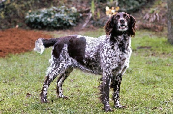 Малий Мюнстерлендер