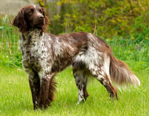 Small Münsterländer