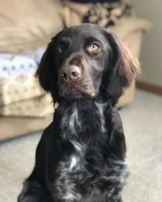 Small Münsterländer