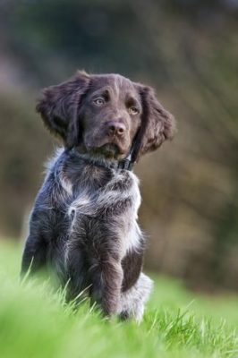 Small Münsterländer