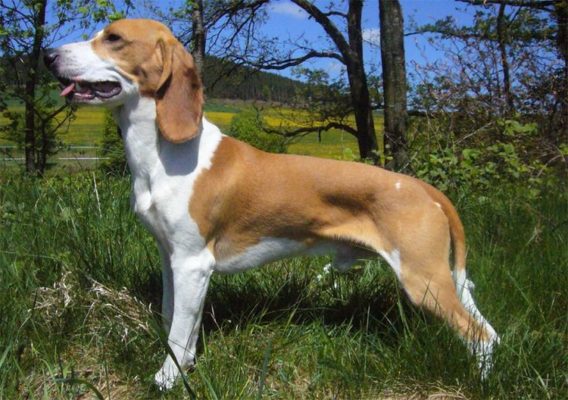 Small Schwyz Hound