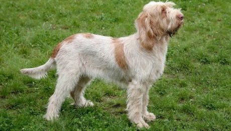 Італійський Спіноне