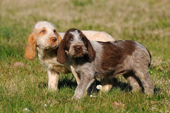 Spinone Italiano