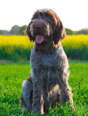 Spinone Italiano