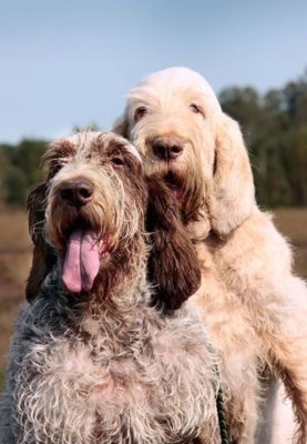 Spinone Italiano
