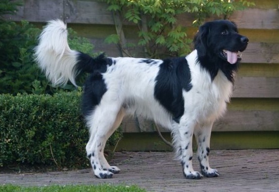 Стабейхоун