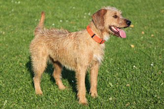 Styrian Coarse-haired Hound