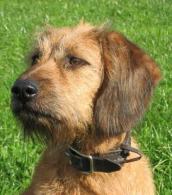 Styrian Coarse-haired Hound