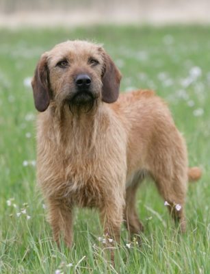 Styrian Coarse-haired Hound
