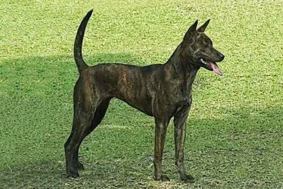 Тайванський Собака