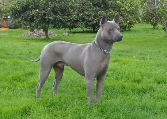 Тайський Ріджбек