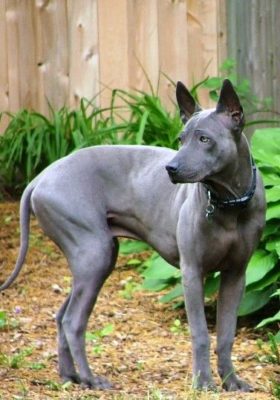 Thai Ridgeback