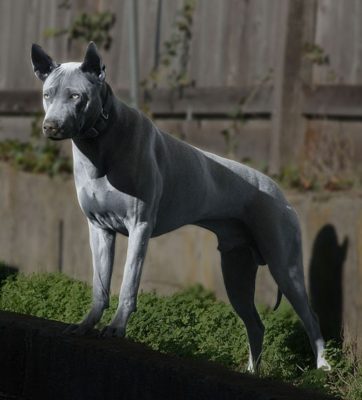 Thai Ridgeback