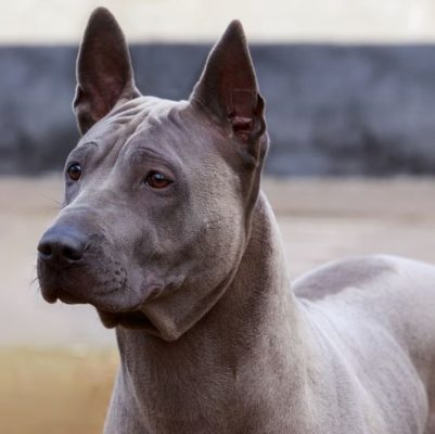 Thai Ridgeback