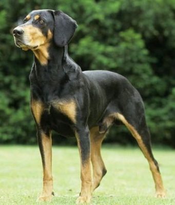 Transylvanian Hound