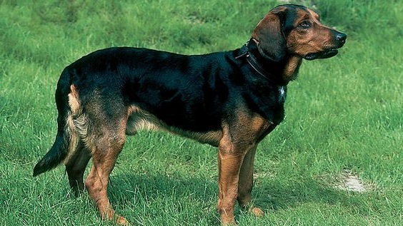 Тірольський Гончак