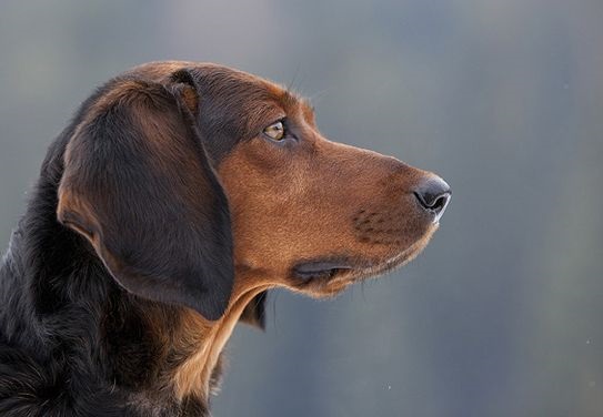 Tyrolean Hound