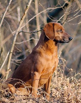 Tyrolean Hound