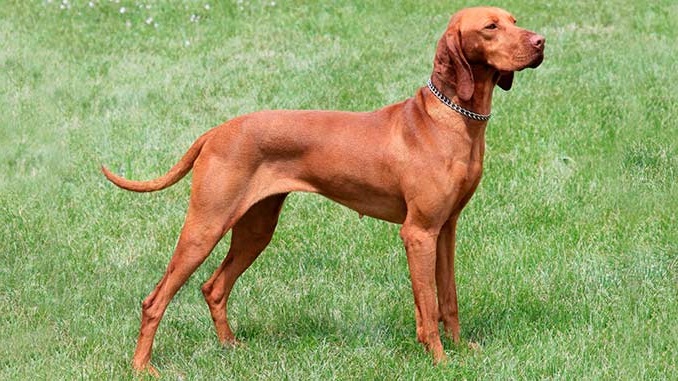 Угорський Короткошерстий Пойнтер (Вижла)