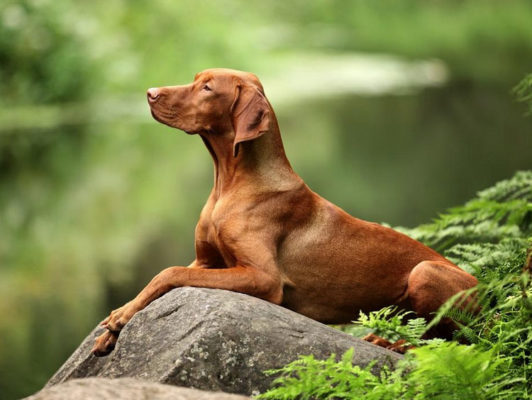 Vizsla