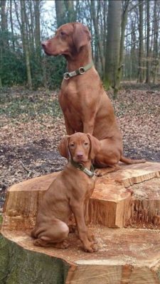 Vizsla