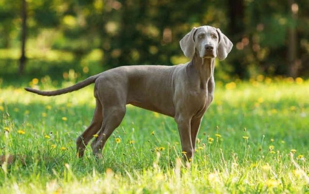Weimaraner