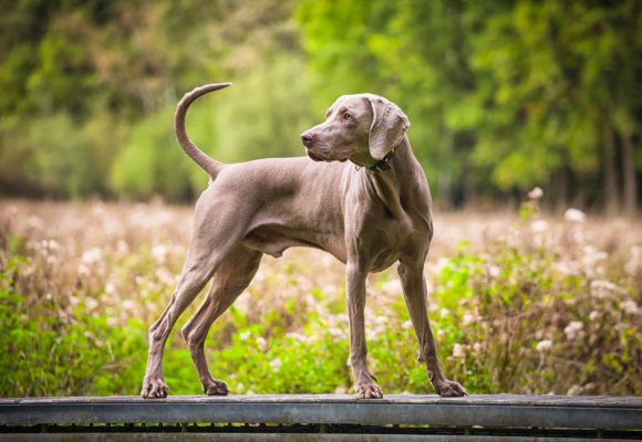 Weimaraner