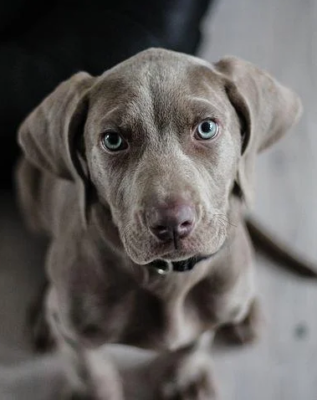 Weimaraner