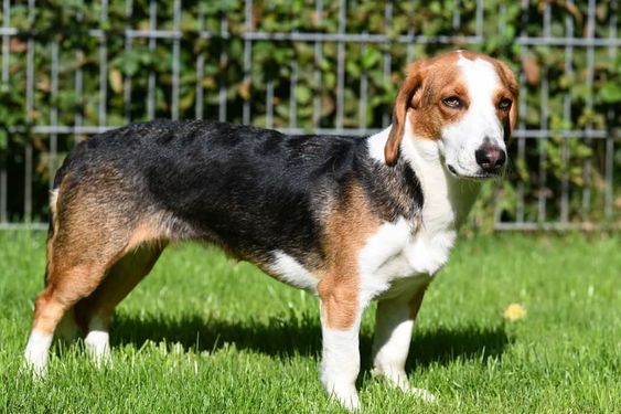 Вестфальський Даксбраке