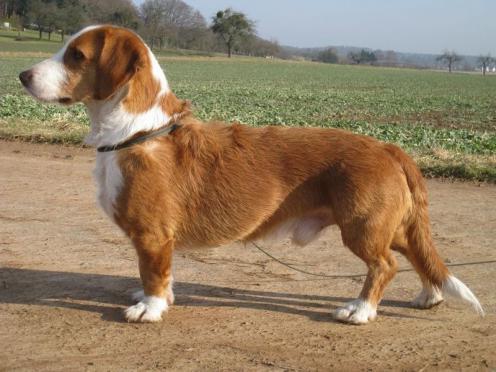 Westphalian Dachsbracke