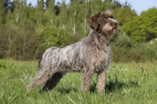 Wirehaired Pointing Griffon