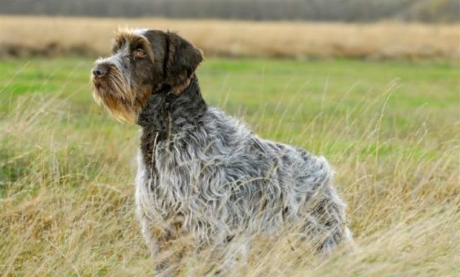 Wirehaired Pointing Griffon