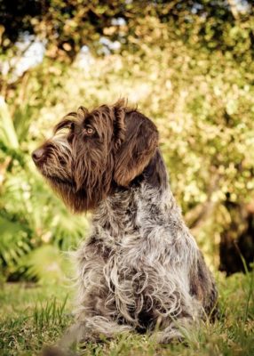 Wirehaired Pointing Griffon
