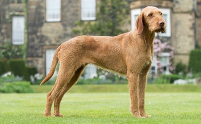 Wirehaired Vizsla