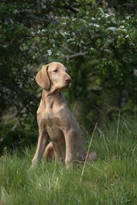 Wirehaired Vizsla