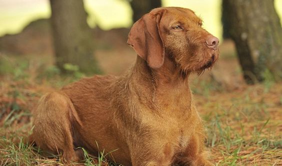 Wirehaired Vizsla