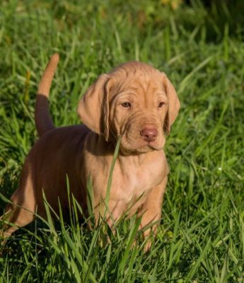 Wirehaired Vizsla