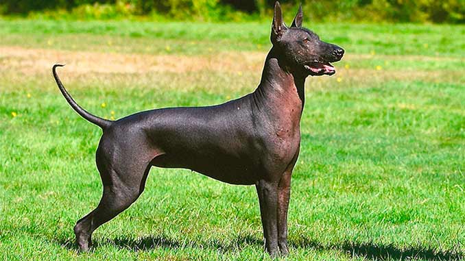 Ксолоітцкуінтлі