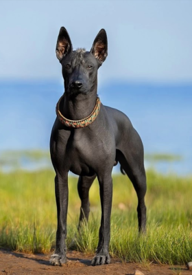Xoloitzcuintle