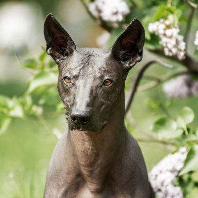 Xoloitzcuintle
