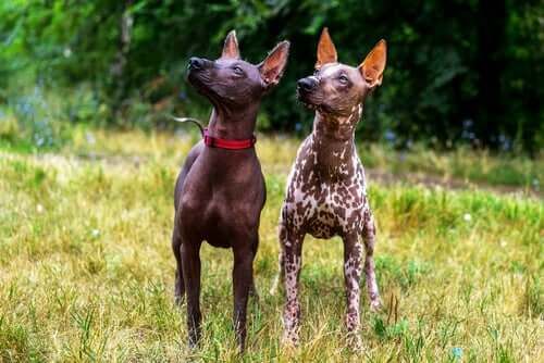 Xoloitzcuintle