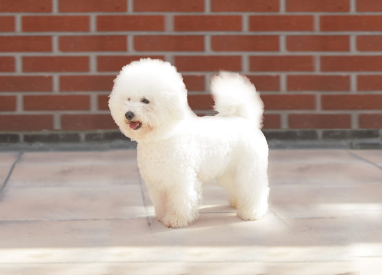 Bichon Frise
