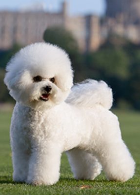 Bichon Frise