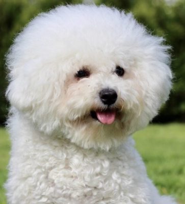 Bichon Frise