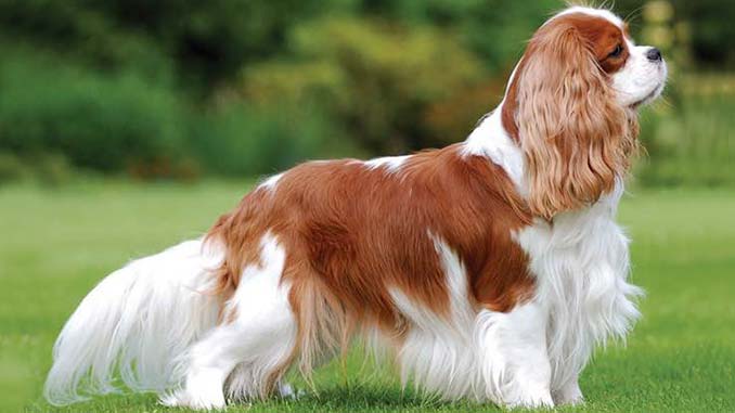 Cavalier King Charles Spaniel