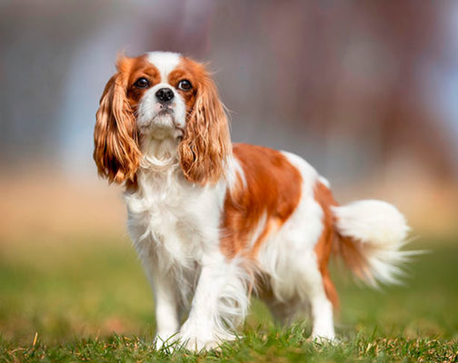 Cavalier King Charles Spaniel