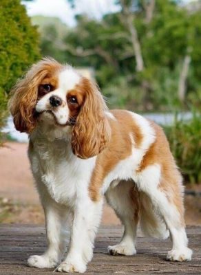 Cavalier King Charles Spaniel